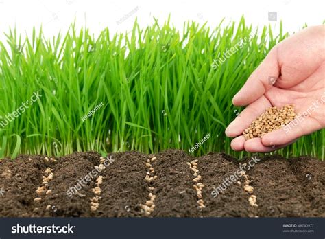 Young Hand Sowing Wheat Seeds Front Stock Photo 48740977 Shutterstock
