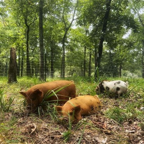 Little Ds Farm Kune Kune Pigs On Instagram Kunekune Kunekunepigs