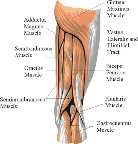 The hamstrings are a group of muscles that cross the hip and knee joints and are responsible for walking, running , jumping, and many other physical leg curls: knee anatomy pictures | see also knee injury acute history ...
