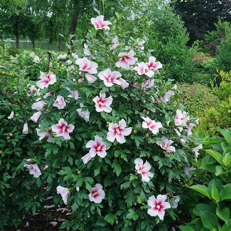 paraplu pink ink® hibiscus rose of sharon proven winners 4 pot hirt s gardens