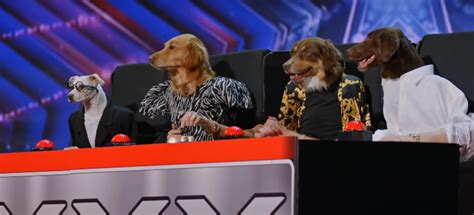 ‘americas Got Talent Dog Act Is Most Confusing Yet Intriguing Thing