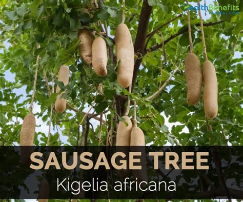 Sausage Tree Facts And Uses