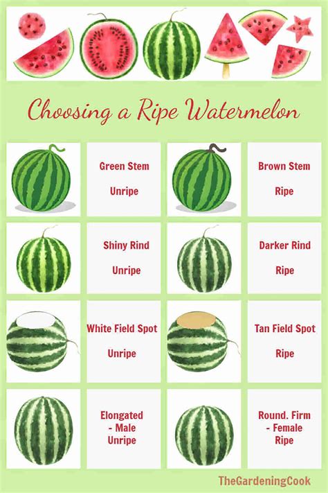 Knowing When To Pick Your Watermelon In The Garden Or How To Choose A