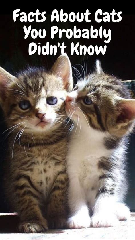 10 Surprising Things Most People Dont Know About Cats Cat Facts