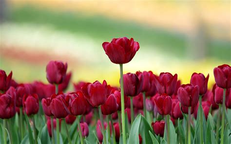 Background Hoa Tulip
