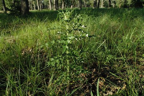 Pasture Weeds Brush Control Topic For McGregor Field Day June 25