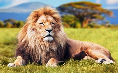 Majestic Lion Wallpapers Wallpaper Cave