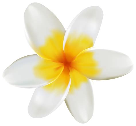 Free Plumeria Cliparts Download Free Plumeria Cliparts Png Images