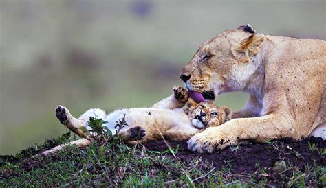 Lioness Cleaning Her Cub In The Wilderness Of Masai Mara Kenya