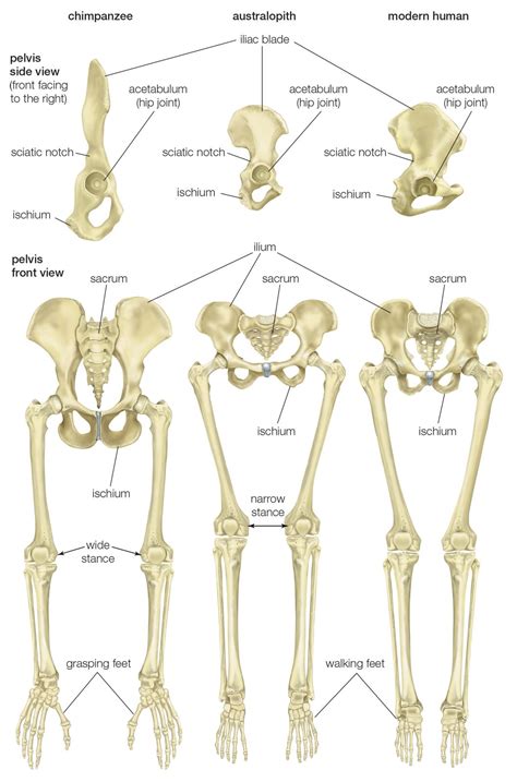 The muscles of the pelvis form its floor. Comparison of the pelvis and lower limbs of a chimpanzee ...