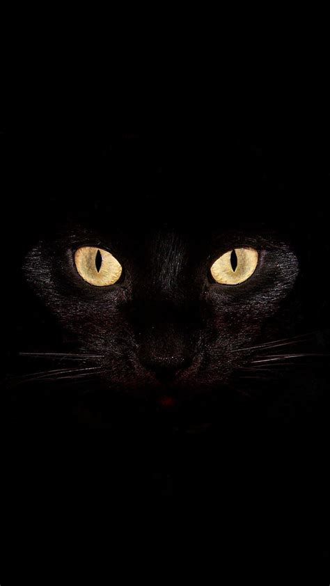 1080p Free Download Cat Black Cats Eyes Yellow Halloween Hd