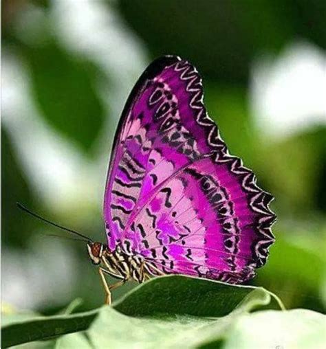 Butterfly Szitakötők Pillangó Rovarok