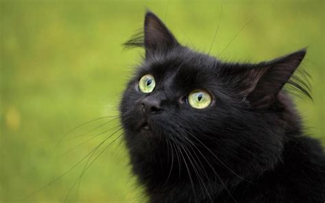 Free Download Cute Black Cat Wallpaper 1600x900 For Your
