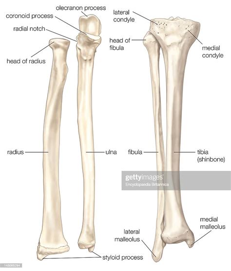 Bones Of The Forearm And Lower Leg The Radius And The Ulna Bones Of