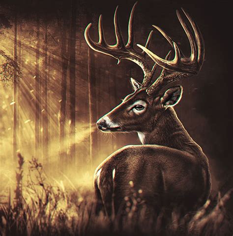 Whitetail Header Thumb Joel Jensen Art