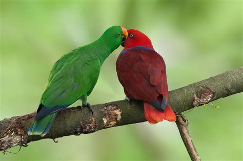 Eclectus Parrot Bird Species Characteristics And Care