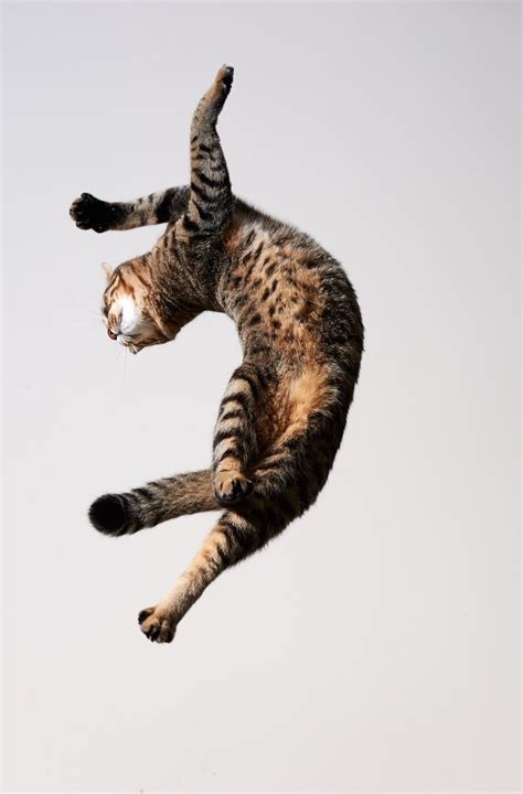 U Turn By Akimasa Harada Dancing Cat Cats And Kittens Cat Pics