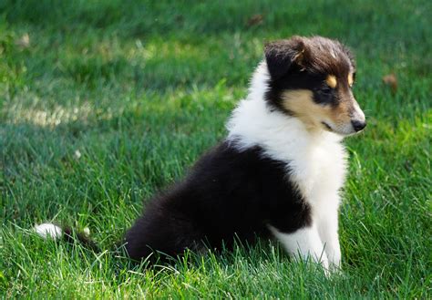 Akc Registered Lassie Collie For Sale Fredericksburg Oh Female Odell