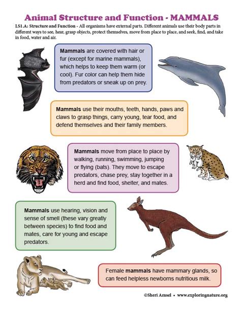 Structure And Function In Mammals Mini Poster