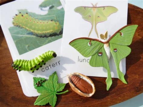Luna Moth Life Cycle Montessori 3part Card Set By Freespiritkids Moth