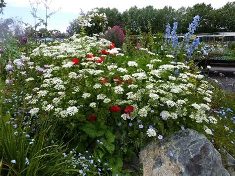 There are 6 orlaya white finch for sale on etsy, and they cost $13.15 on average. Orlaya grandiflora | Orlaya grandiflora 'White Lace ...