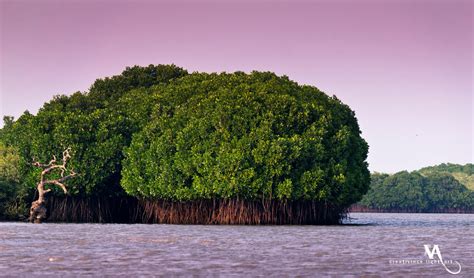 Pichavaram Mangrove Forest India