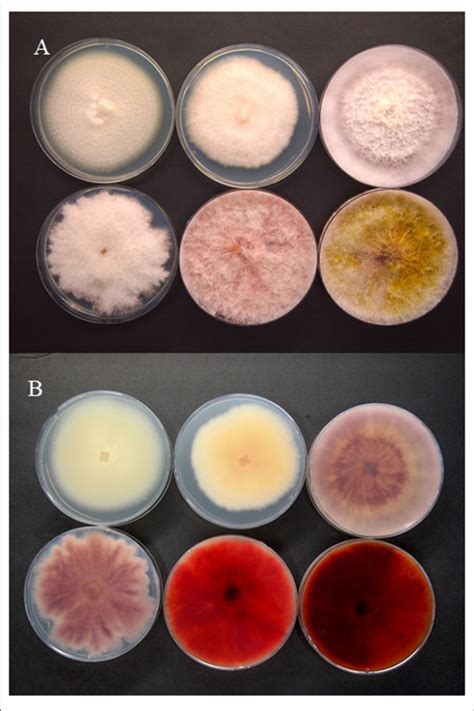 Colony Morphology Of Selected Fusarium Species Pathogenic On Cannabis