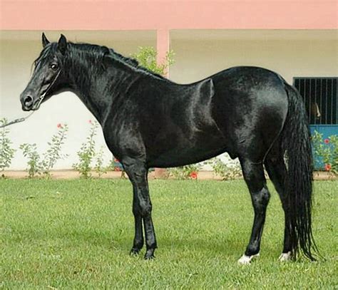 barb stallion  morocco photo wolfgang krischke black horses horse world horses