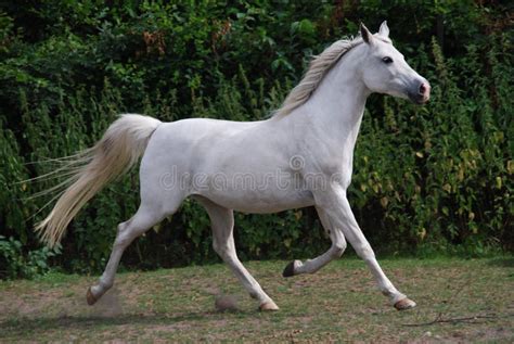 White Arabian Horse In Trot Stock Photo Image 47331556