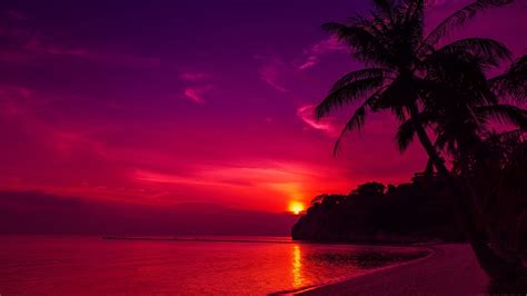 Free download Red Sunset Beach Ocean Palm Tree Coconut Dark Gloom Night ...