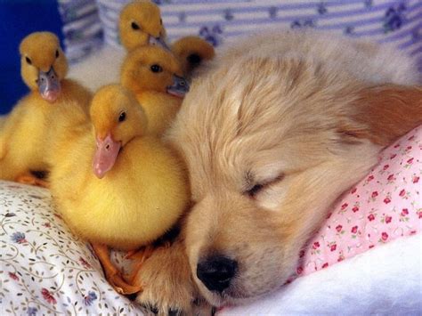 Sleeping Puppy With Baby Ducks Sleeping Puppies Pinterest Puppys