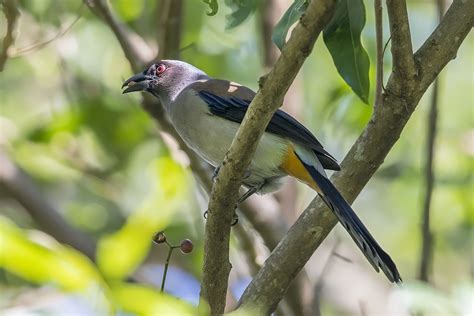 As The Crow Flies A Hong Kong Birding Blog