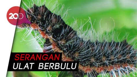 Ulat bulu kajol marey lagu : Mewarnai Gambar Ulat Bulu - Dunia Mewarnai Gambar