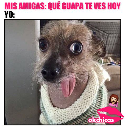 24 Meme Del Perro Chihuahua Asustado