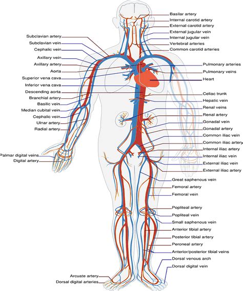 How Do Veins And Arteries Work Together