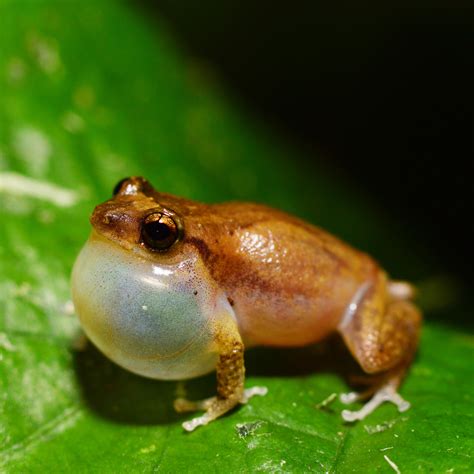 Coqui Frogs Big Island Invasive Species Committee Biisc