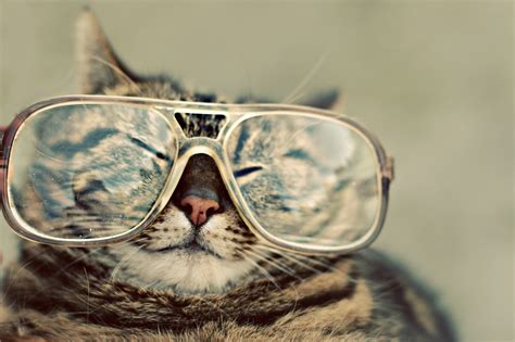 Wallpaper Cat Animals Sunglasses Glasses Eye Fashion Accessory