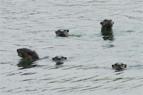 Some Otters Learn How To Solve Problems By Observing Other Otters