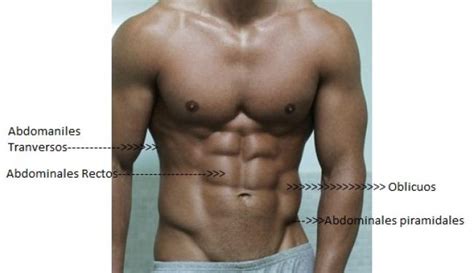 Músculos Abdominales ¿cuáles Son Y Qué Función Tienen Ejercicios En