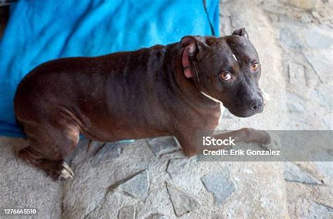 Brown Pitbull Laying Down On A The Floor Looking Sad Stock Photo