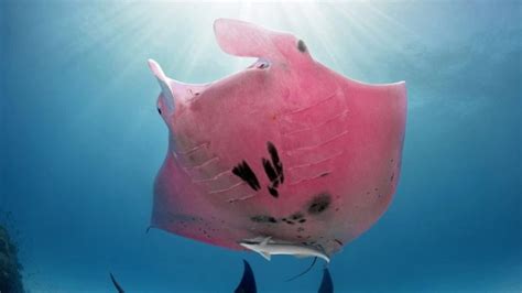 Rare Pink Manta Ray Spotted On Great Barrier Reef Photo Au
