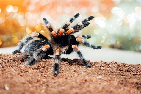 Are Tarantulas In The Fall Dangerous Aantex Pest And Termite Control