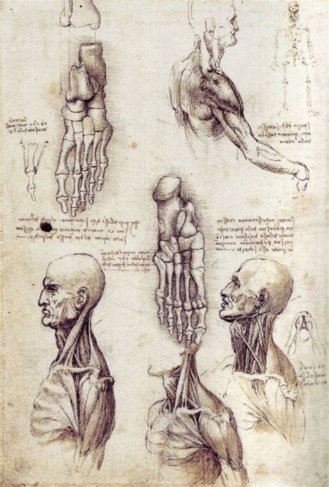 40 Most Famous Leonardo Da Vinci Paintings And Drawings Anatomy Art