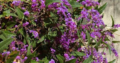 Maybe you would like to learn more about one of these? Purple Lilac Vine...Grows great in Arizona. Blooms in Feb ...