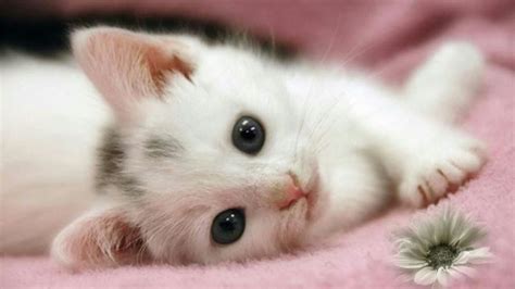 TOP 10 Video Anak Kucing Terlucu Dan Menggemaskan Kumpulan Video Lucu