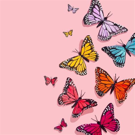 Cute Butterflies Wallpapers Top Free Cute Butterflies Backgrounds