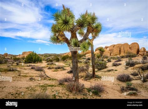 Joshua Tree Yucca Brevifolia Desert Landscape Arch Rock Nature