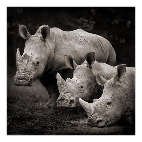 Fotos de animales en blanco y negro - Taringa!