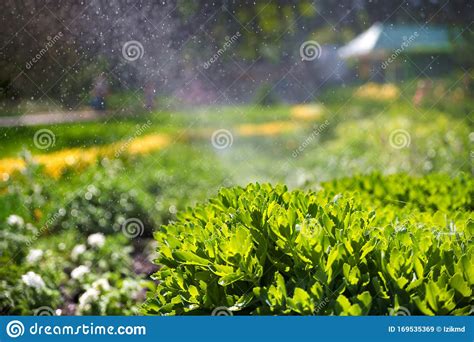 Beautiful Landscape With Automatic Sprinkler Spraying Watering The Lawn