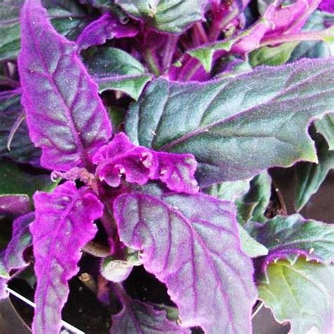 Purple Velvet Plant Velvet Violet Plant Gynura Aurantiaca Buy 6000